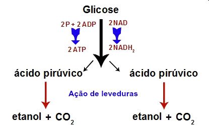 Você sabe o que é Fermentação?
